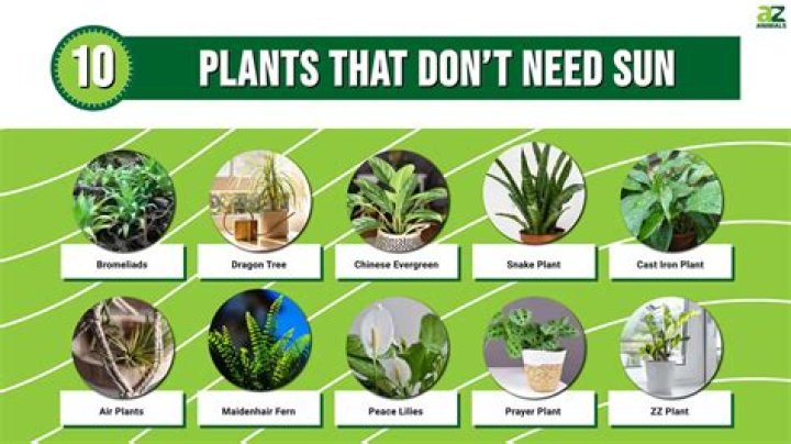 Do tropical plants need sun?