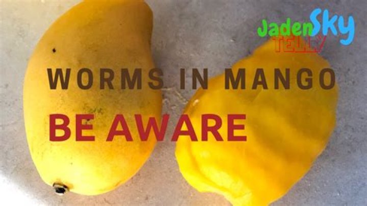 Do we have mango worms in Australia?