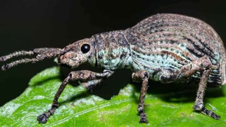 Do weevils live in beds