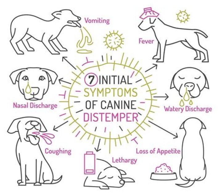 Does a distemper shot have side effects?