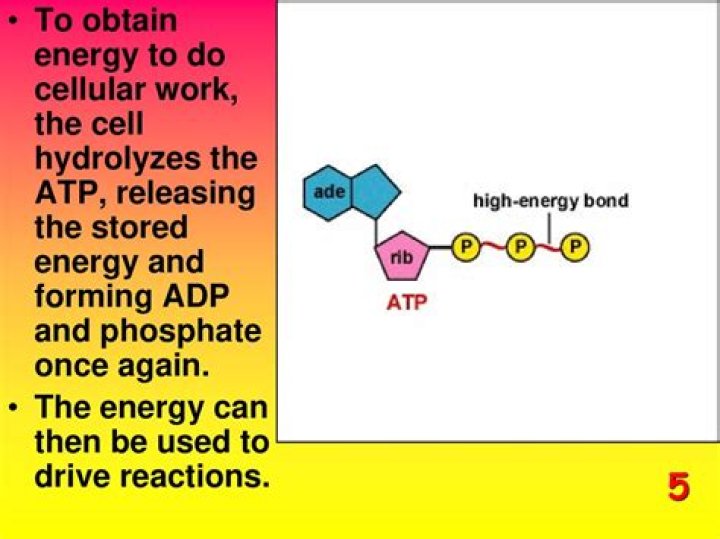 Does ADP store energy