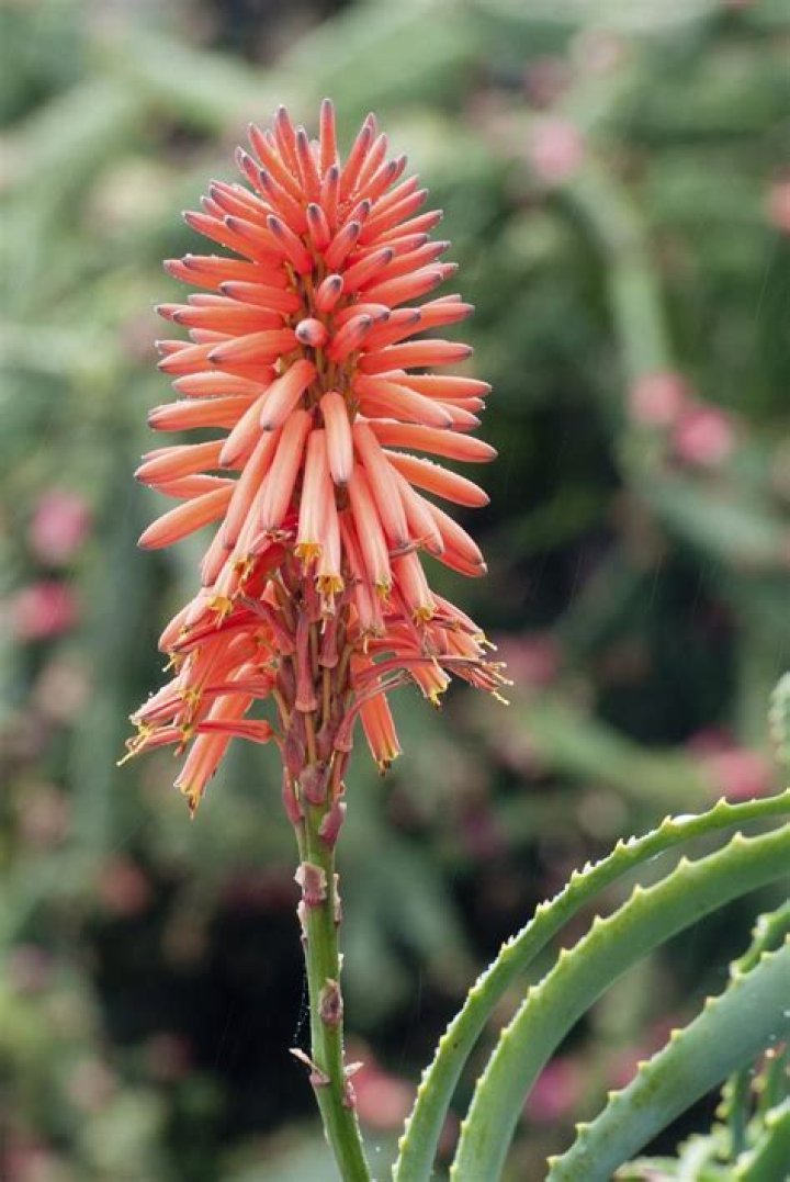 Does Aloe regulate periods?