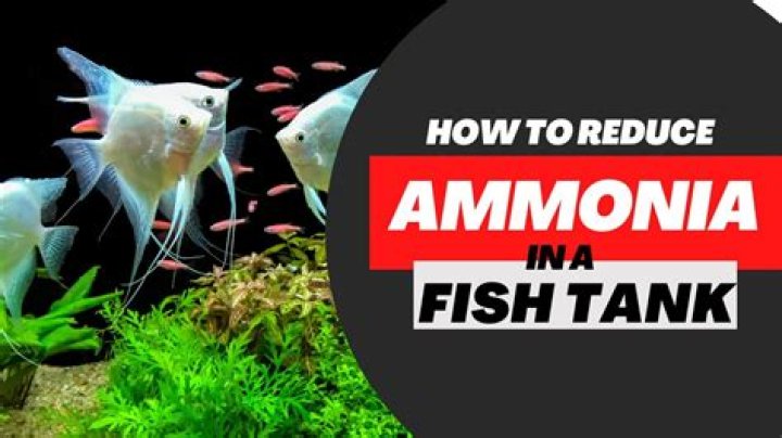 Does ammonia kill birds