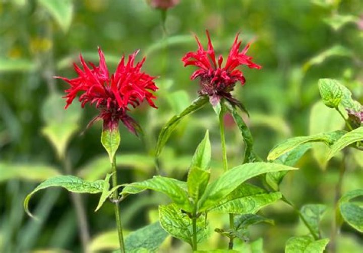 Does bee balm repel deer