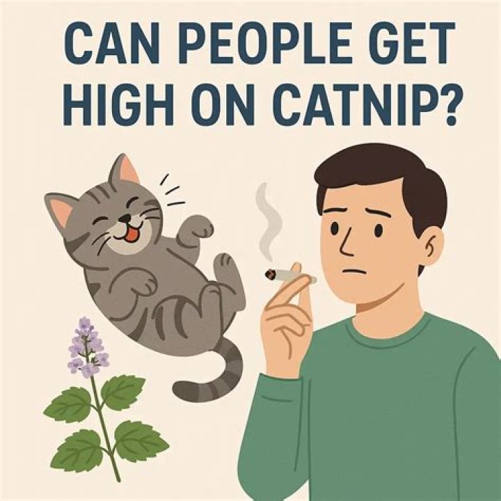 Does catnip tea get cats high?