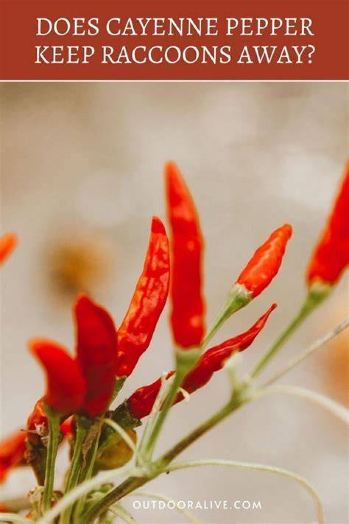 Does cayenne pepper keep animals away?