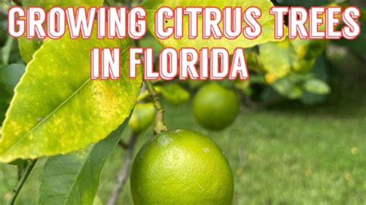 Does citrus grow in Texas