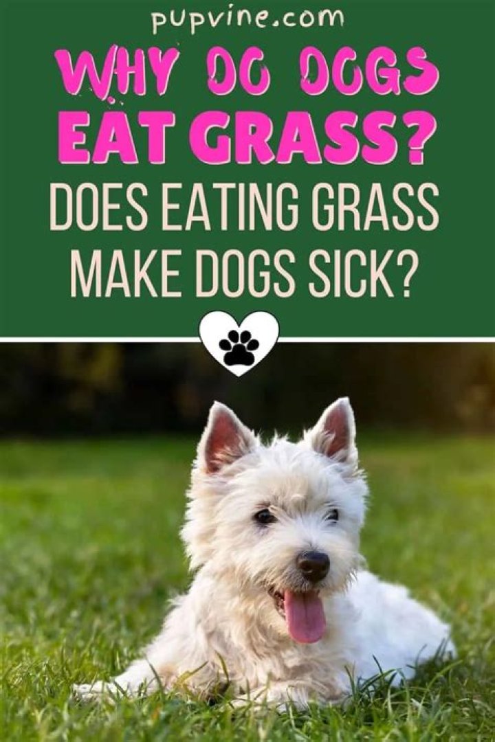 Does eating grass make dogs sick
