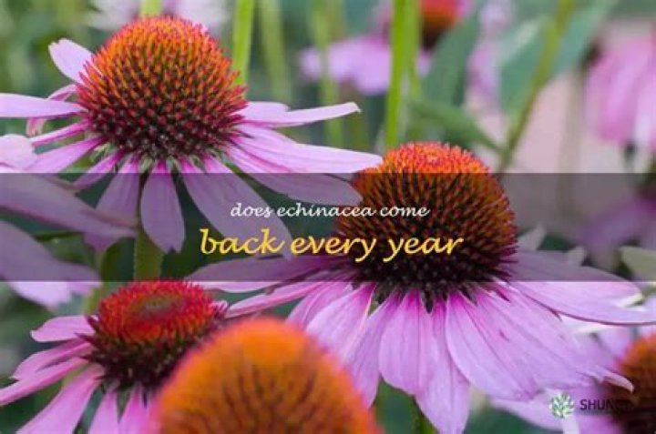 Does Echinacea come back every year?