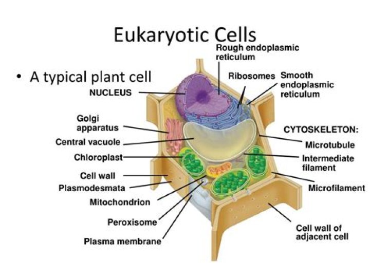 Does eukaryotic cells have vacuoles?