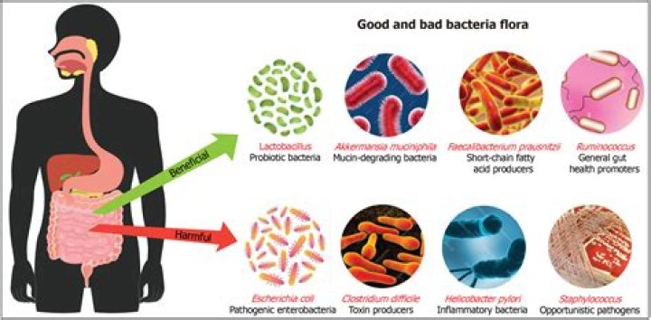Does gut bacteria help digestion?