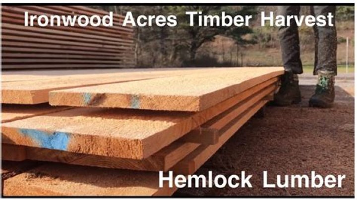 Does Hemlock make good lumber