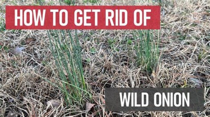 Does lime kill wild onions