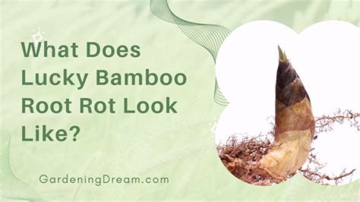 Does lucky bamboo have roots