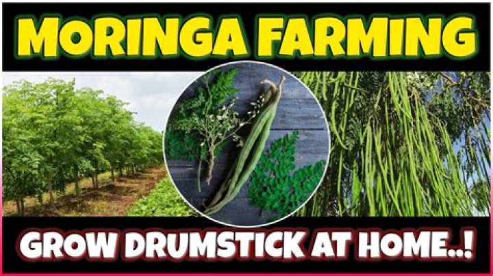 Does Moringa grow in Africa