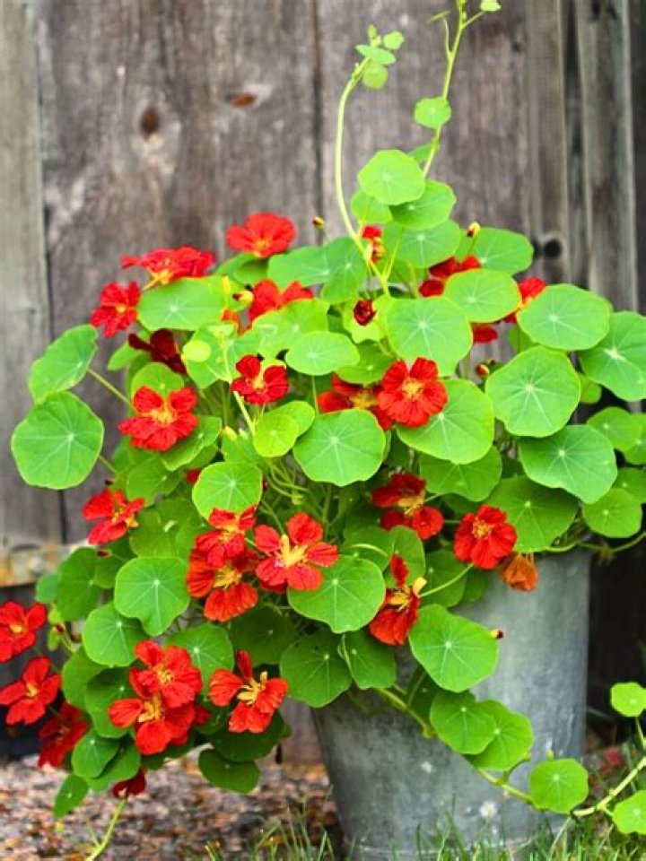 Does nasturtium keep bugs away