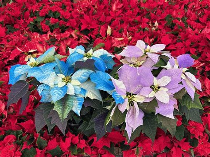 Does poinsettia flower every year?
