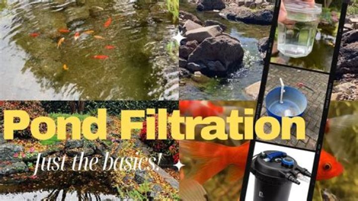 Does pond need filter? | ContextResponse.com