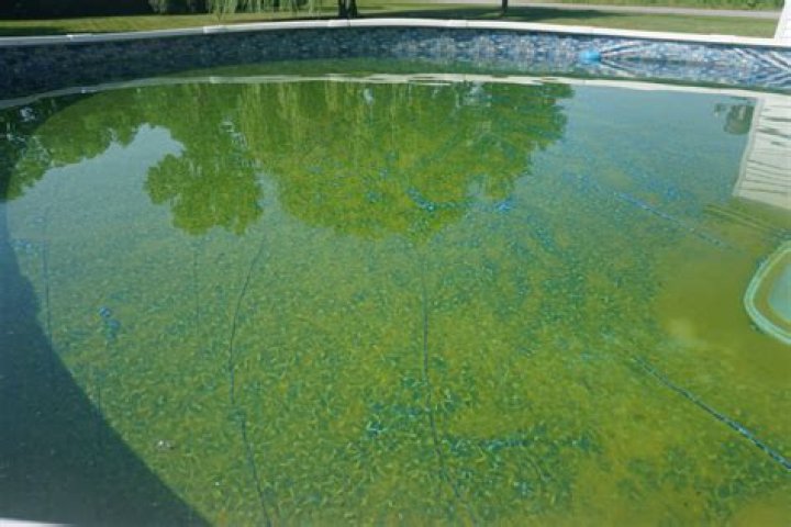 Does pool algae eat chlorine