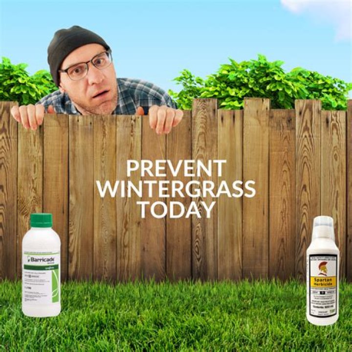 Does pre emergent kill Bermuda grass