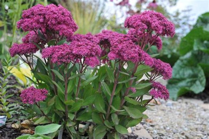 Does sedum come back every year?