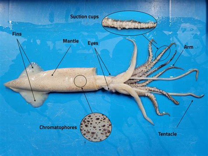Does squid have high protein?