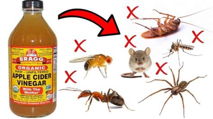 Does vinegar stop itching from bug bites?