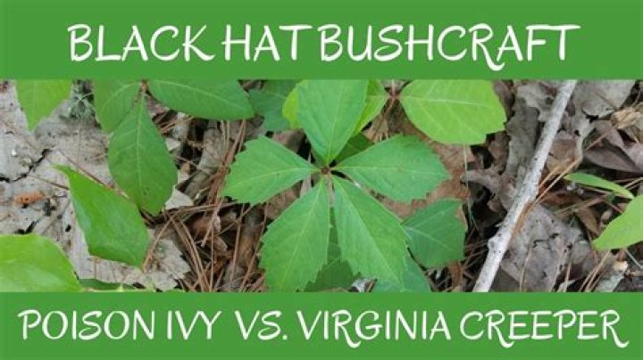 Does Virginia creeper cause rash