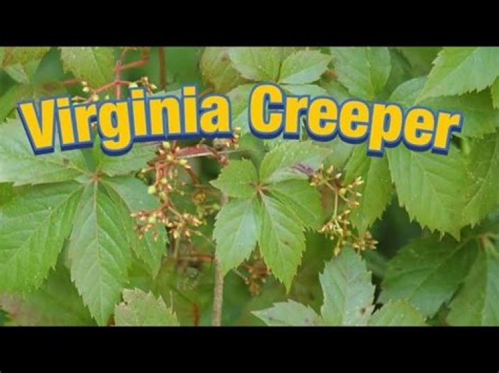 Does Virginia creeper give you a rash?