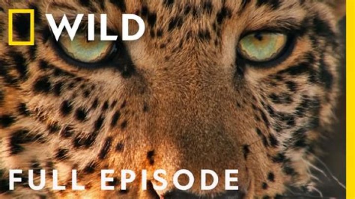 Does YouTube TV have Nat Geo Wild