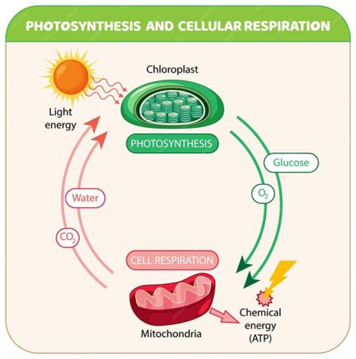 How and where does photosynthesis take place