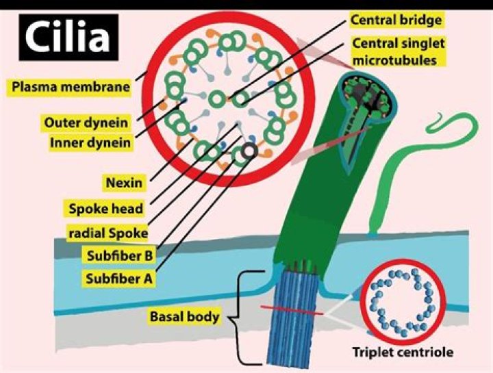 How are basal bodies related to cilia and flagella