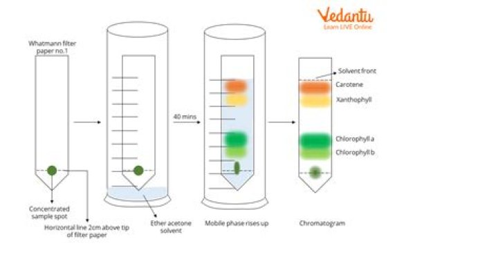 How are Skittles used in chromatography?