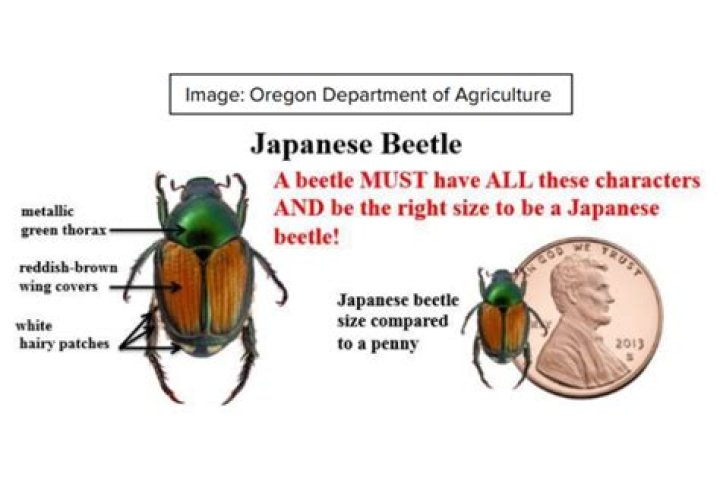 How big are Japanese beetles?