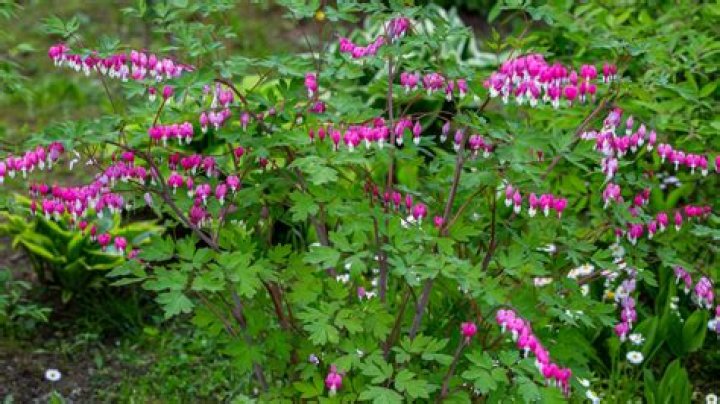 How big do bleeding hearts get