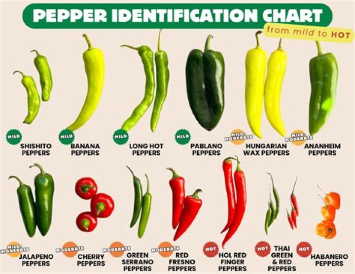 How big do Gypsy peppers get