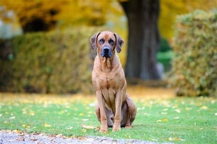 How big do Rhodesian Ridgeback labs get?