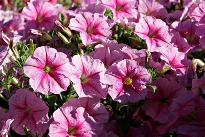 How big does a petunia plant get?