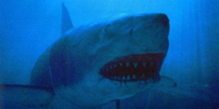 How big was the shark in Jaws 3?