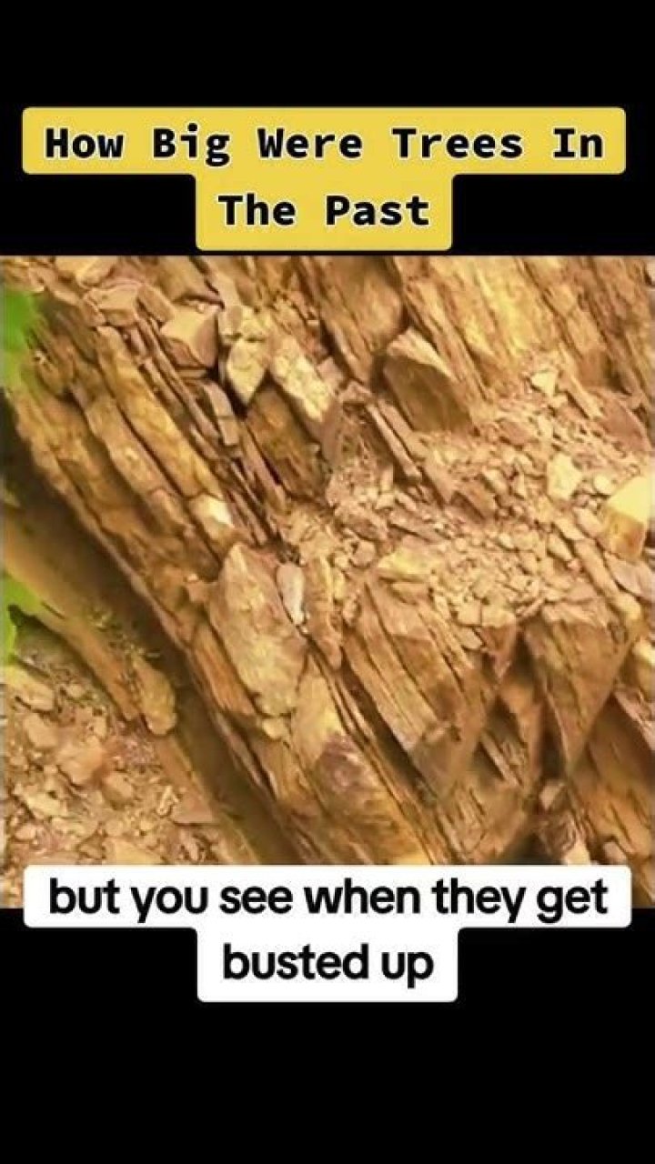 How big were trees in the past