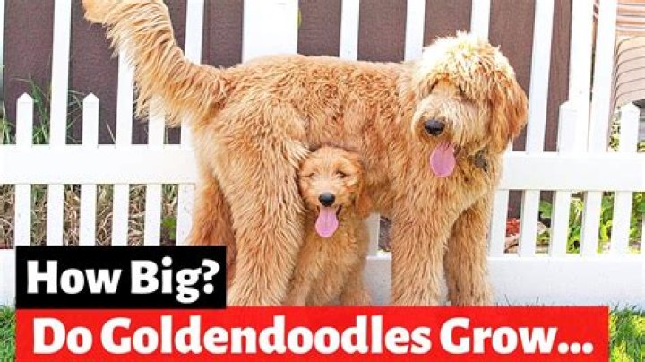 How big will my Goldendoodle be?