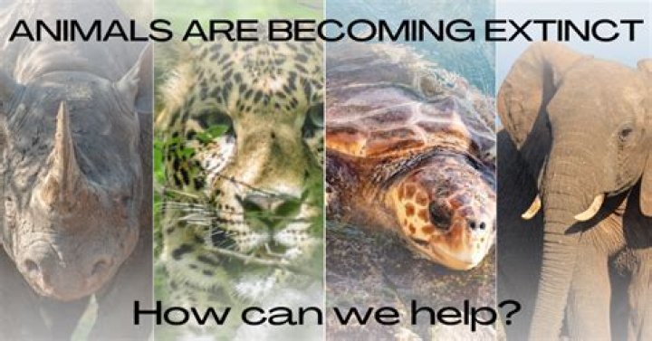 How can humans save animals from extinction?