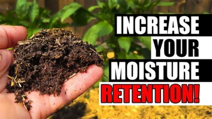 How can I improve water retention in my lawn