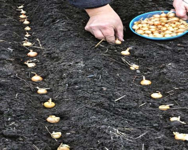 How deep do you plant onions?