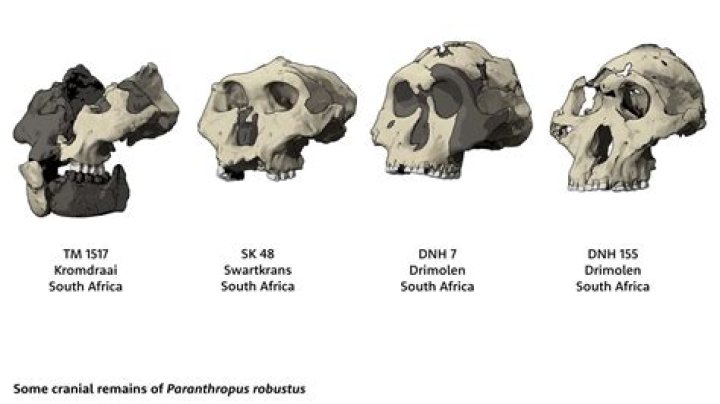 How did Paranthropus robustus get its name?