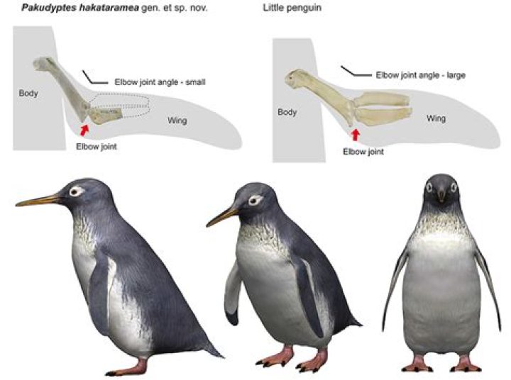 How did Penguins lose the ability to fly