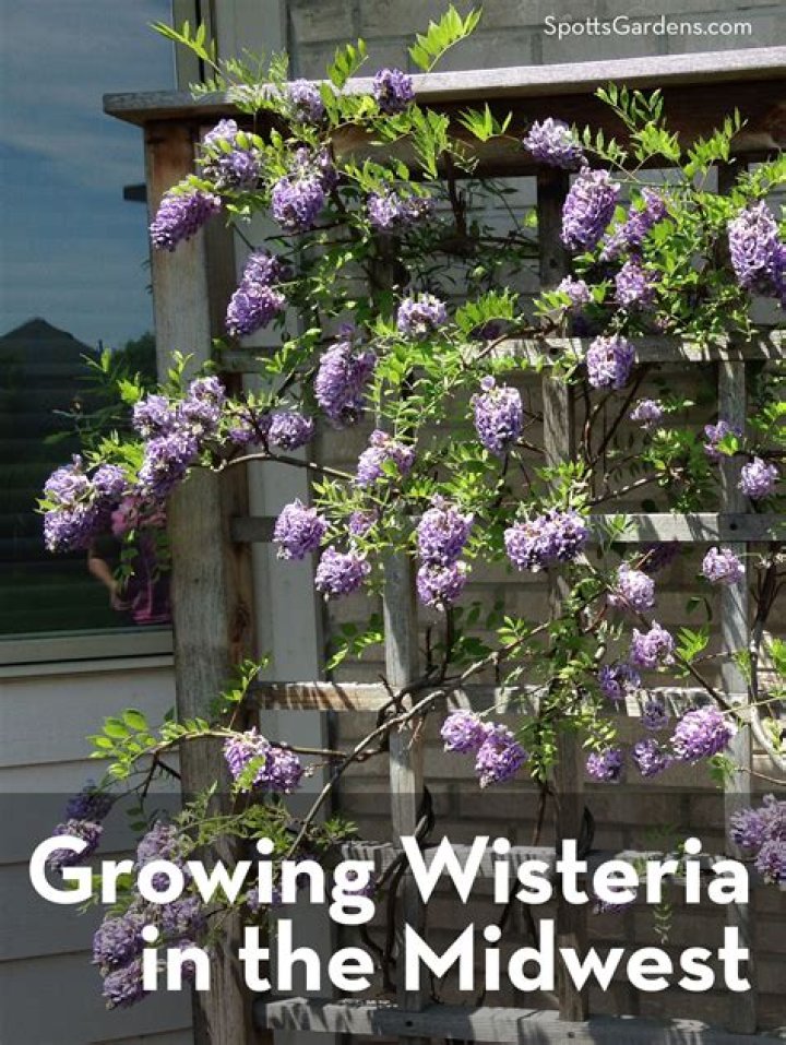 How do American wisteria grow