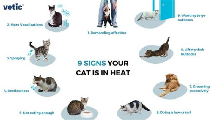 How do cats act when they're in heat?