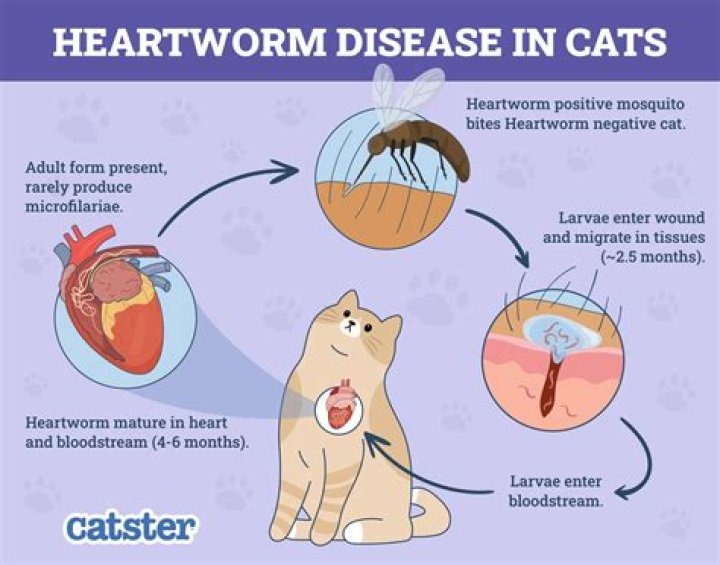 How do cats get heartworm?