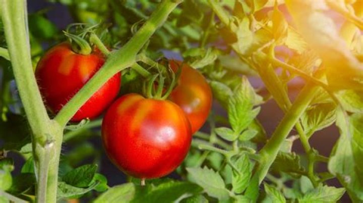 How do Celebrity tomatoes grow in pots